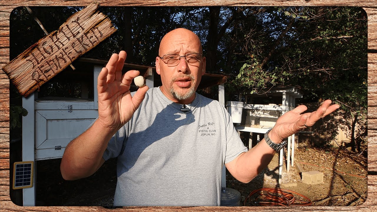 Why Your Quail Suddenly Stopped Laying Eggs Or Your Egg Production Slowed Down