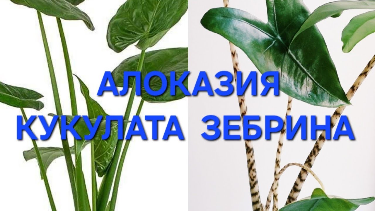 Алоказия Зебрина и Кукулата посадка на Фитиль