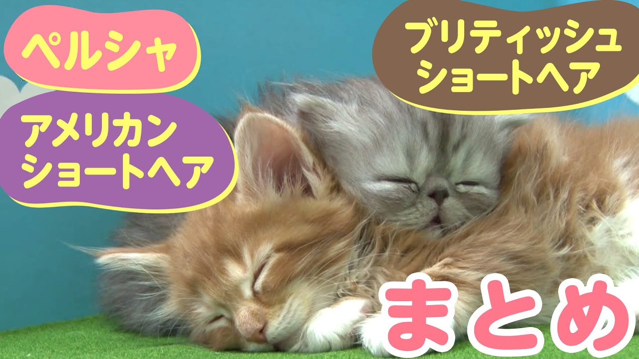 【60万回再生突破！】【かわいい猫まとめ動画】アメリカンショートヘア/ブリティッシュショートヘア/ペルシャ