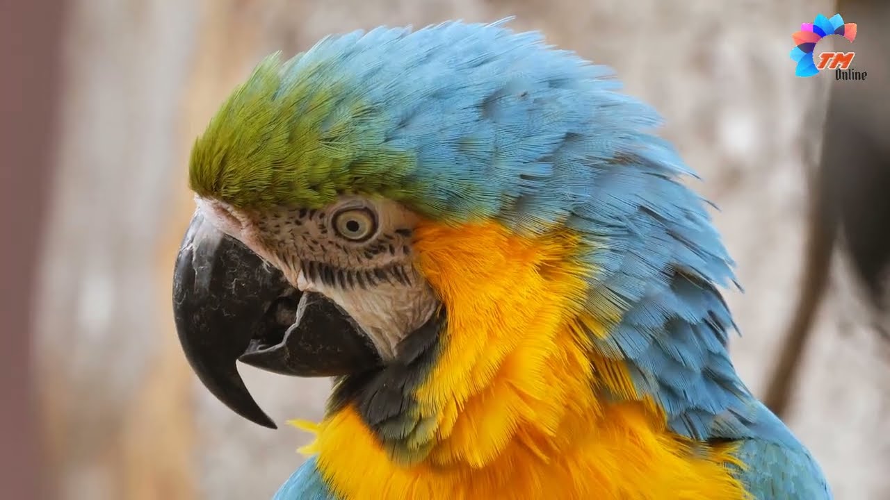 Beautiful Macaw On Planet Earth
