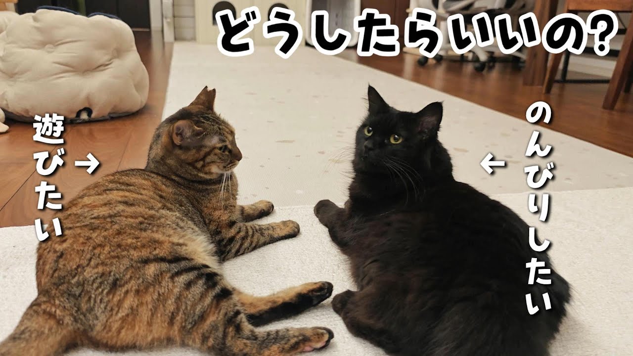 ケンカしてた猫が仲良しになれる育て方の秘密　