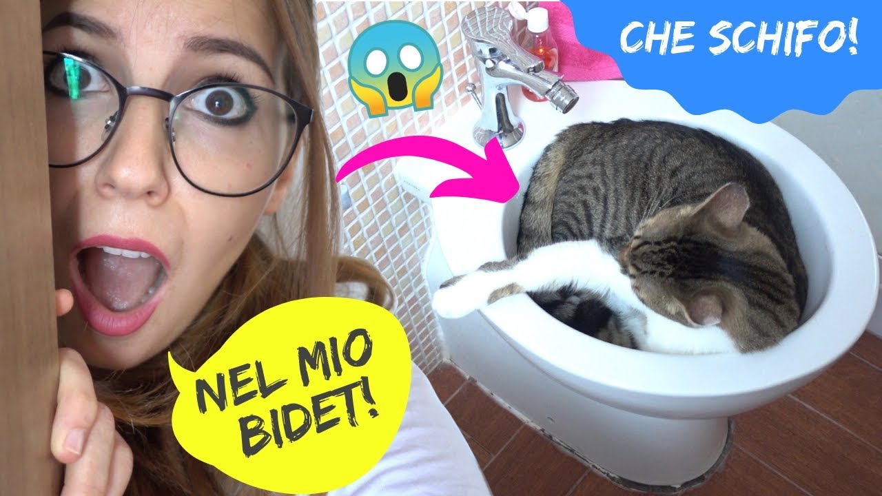 SPIO I MIEI GATTI PER 24 ORE! *che disastro!* 🐱🐱😱