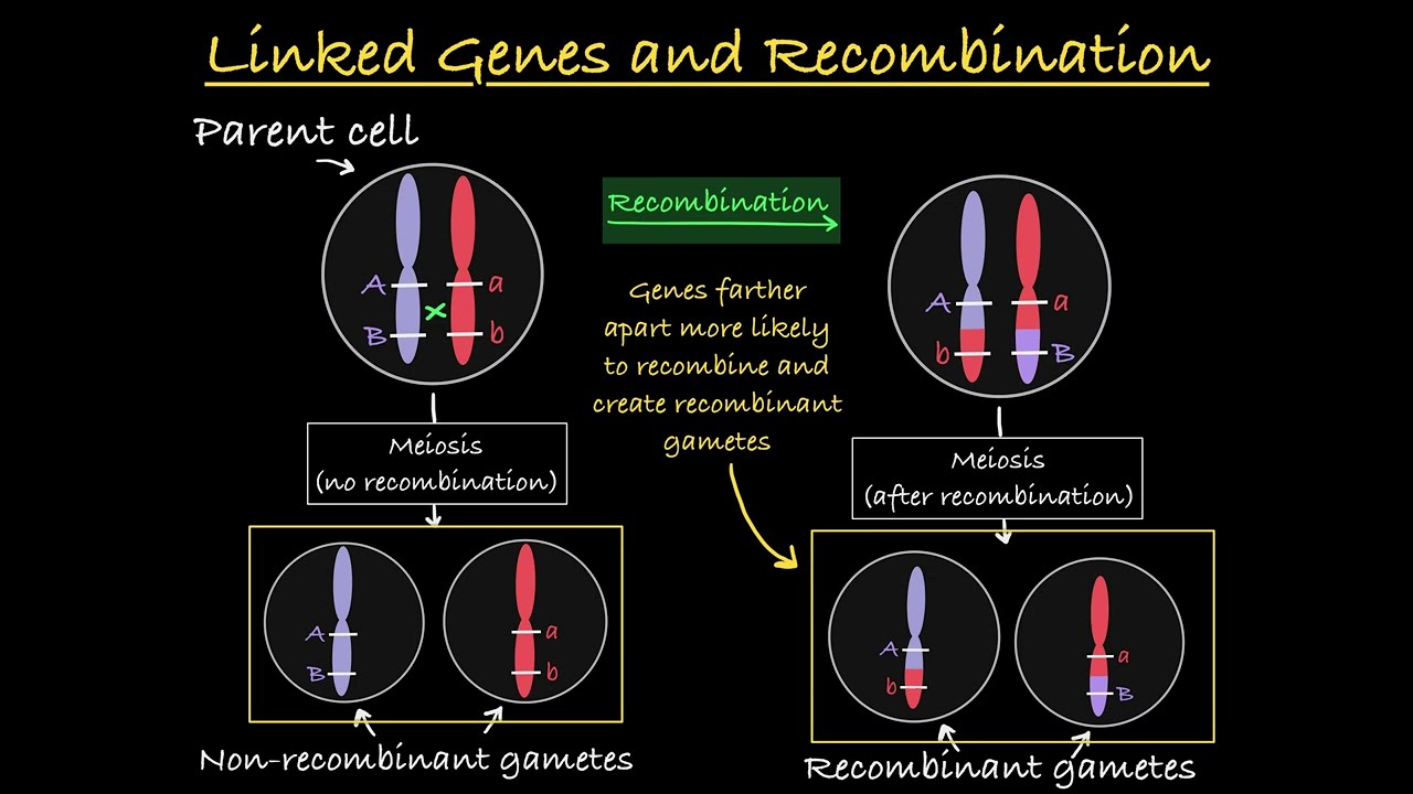 Linked Genes Explained