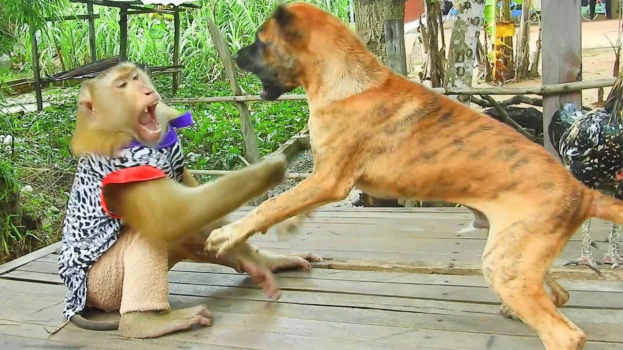 SokYaa Plays with Energetic Tiger Friend Their Bond Will Make You