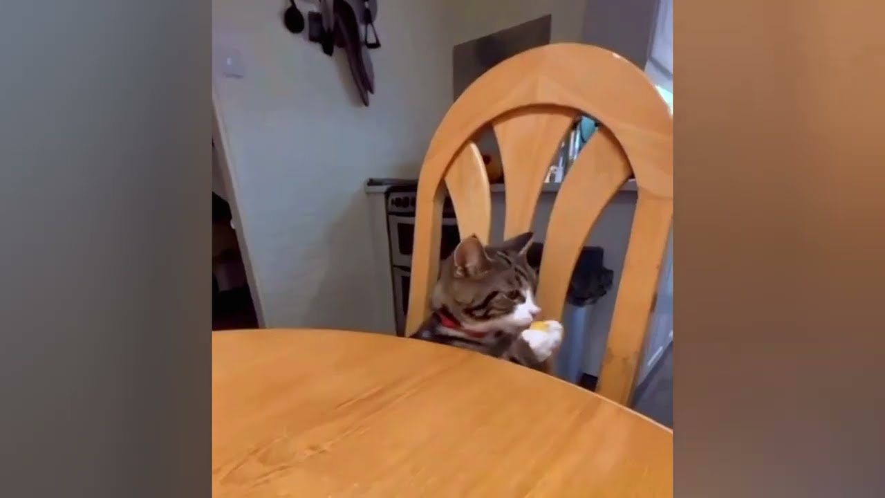 This Cat Collects the Cheese Tax || MemeIsland