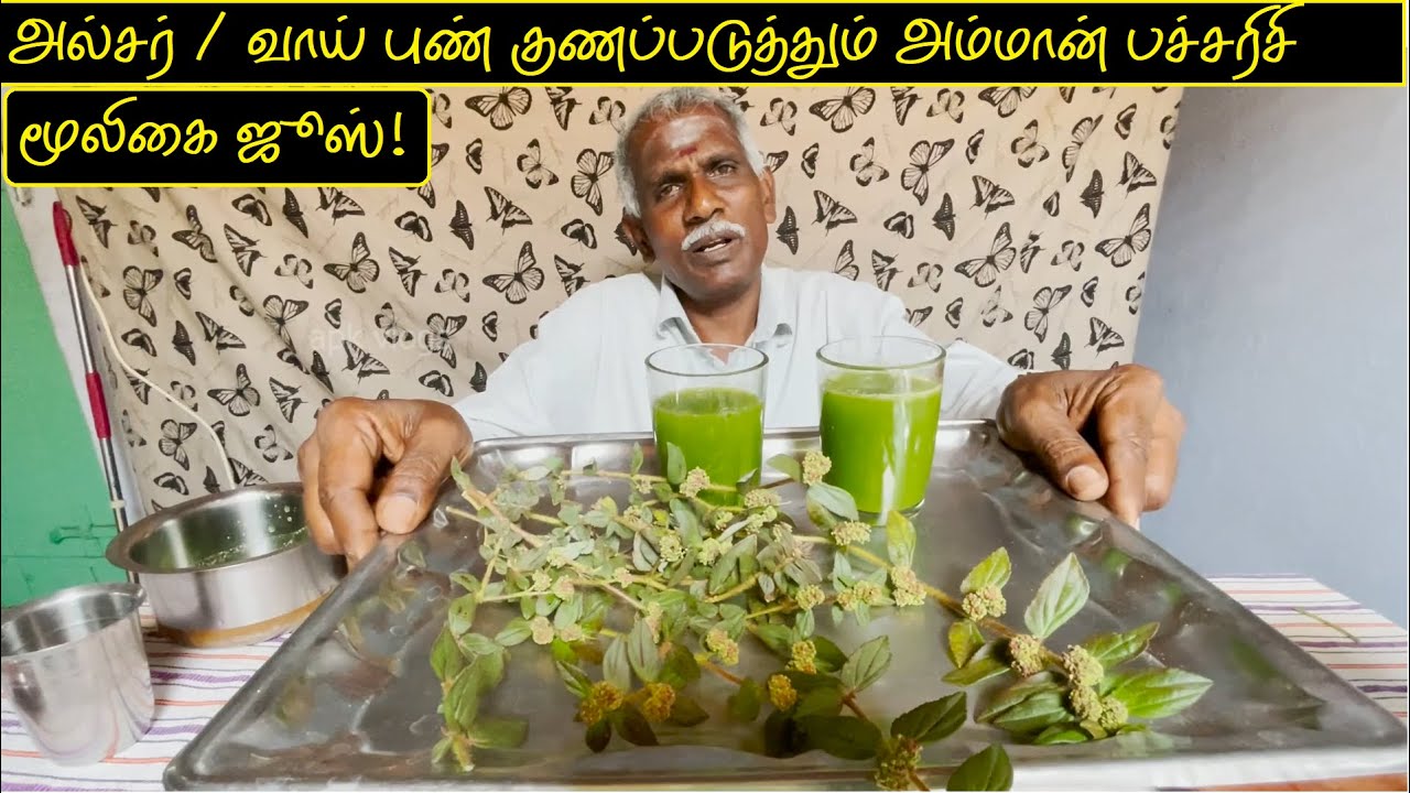 அல்சர் வாய் புண் குணப்படுத்தும் அம்மான் பச்சரிசி மூலிகை ஜூஸ் | #ammanpacharisi | #juice | #apkvlogs