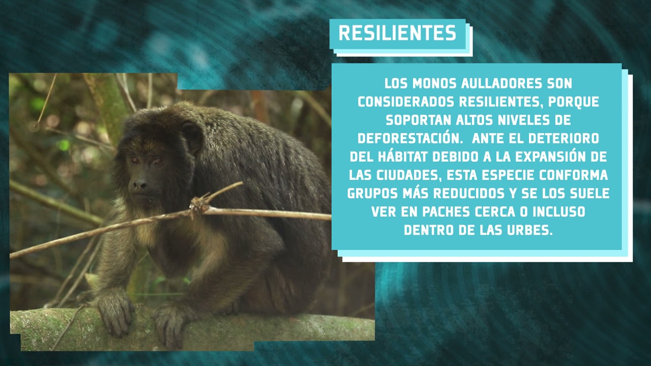 MONOS CARAYÁ, LOS ANIMALES MÁS RESILIENTES - Parte 1