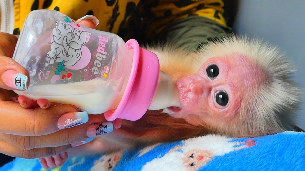 Baby monkey milk feeding close up shots