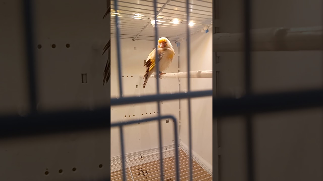 Faire le point sur l'État de la femelle mutation panaché avec quelques analyses supplémentaires