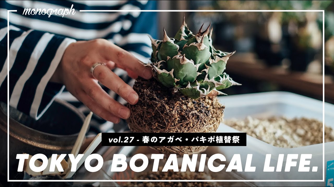 2022春の植え替え祭。アガベ・パキポの用土を変えます。【TBL27】