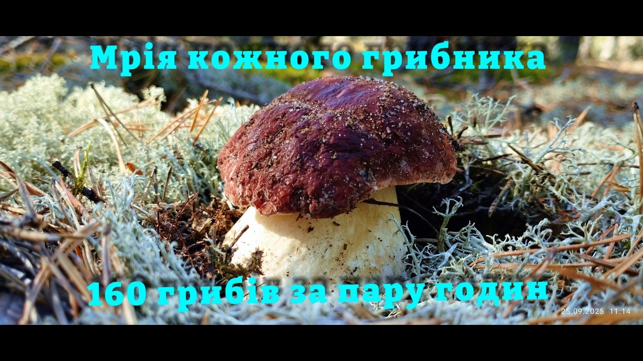 160 грибів за декілька годин у лісі Гриби Боровики на кожному кроці Грибний шок на Волині #boletus