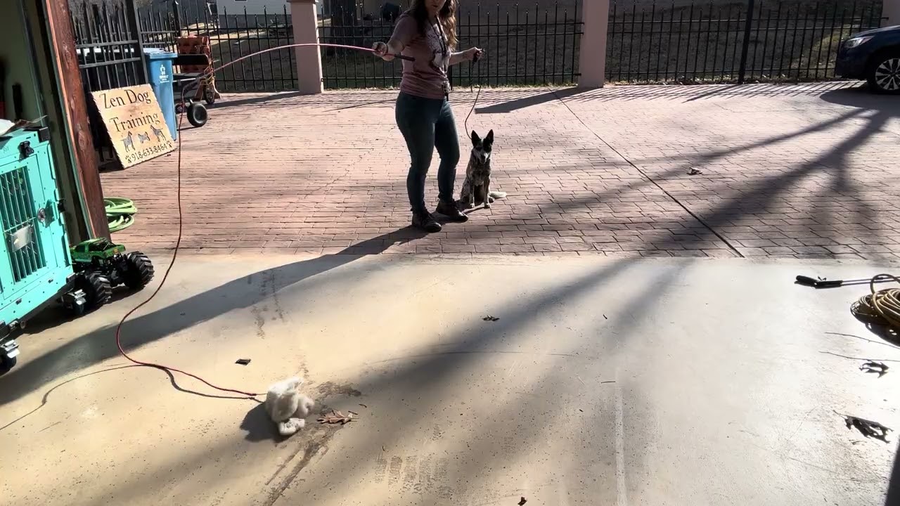 Controlling chasing impulses in a herding dog
