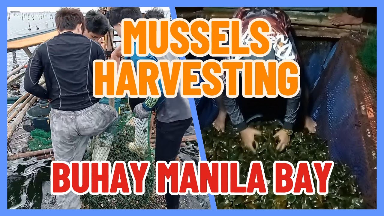 Mussels Harvesting (Pag-aani ng Tahong) | Buhay Manila Bay