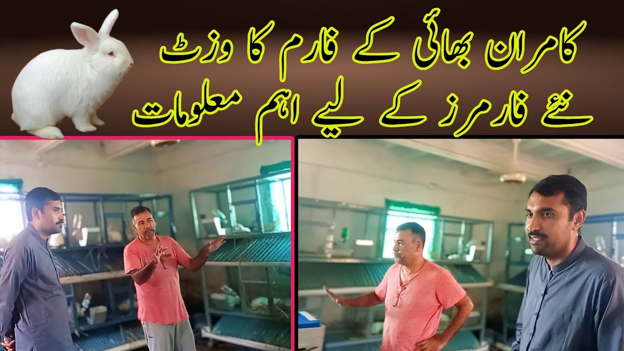 Kamran Bhai k Farm ka Visit || نئے فارمرز کے لیے مفید معلومات || Malik Rabbit Farms Pvt Ltd