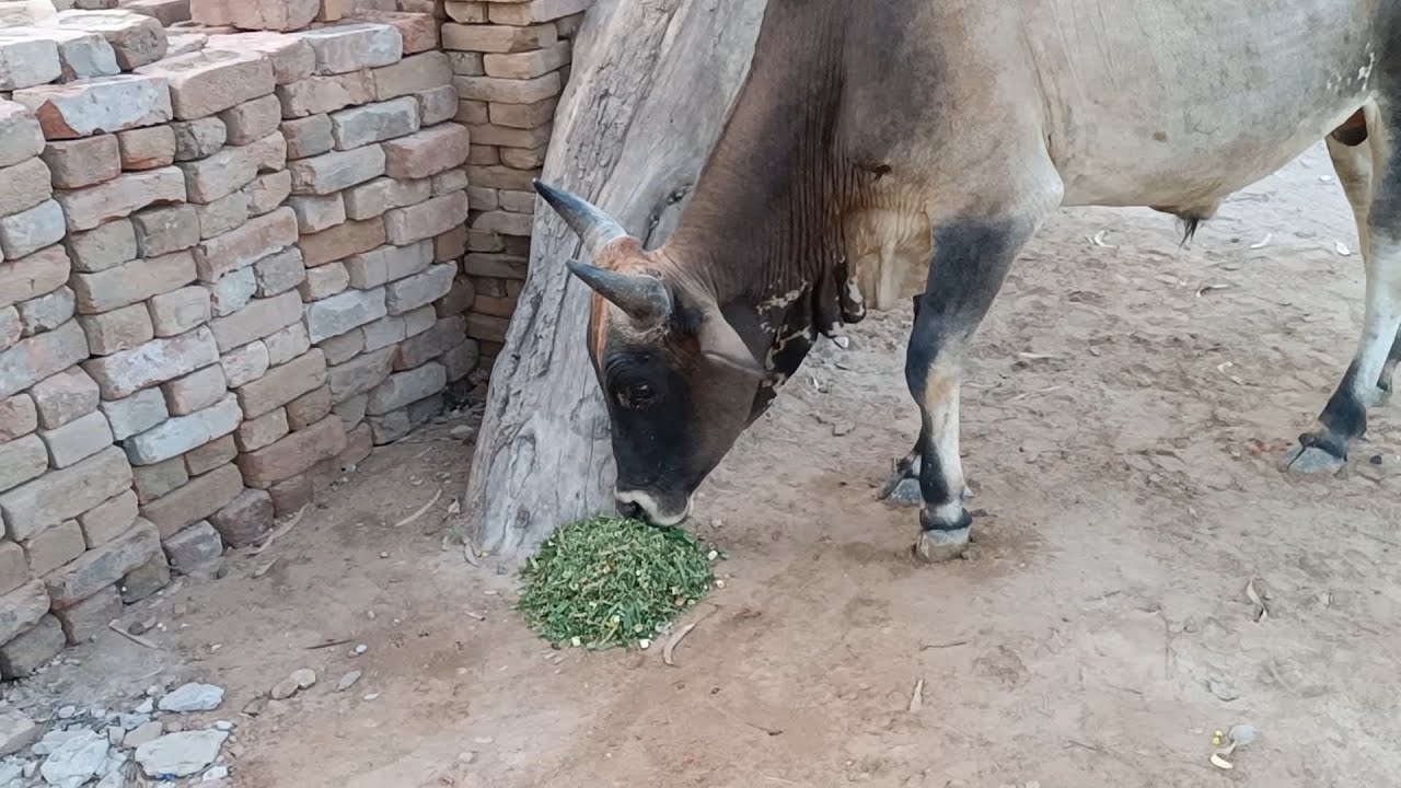 Feeding Street Cows 🐄 || At Morning Walk
