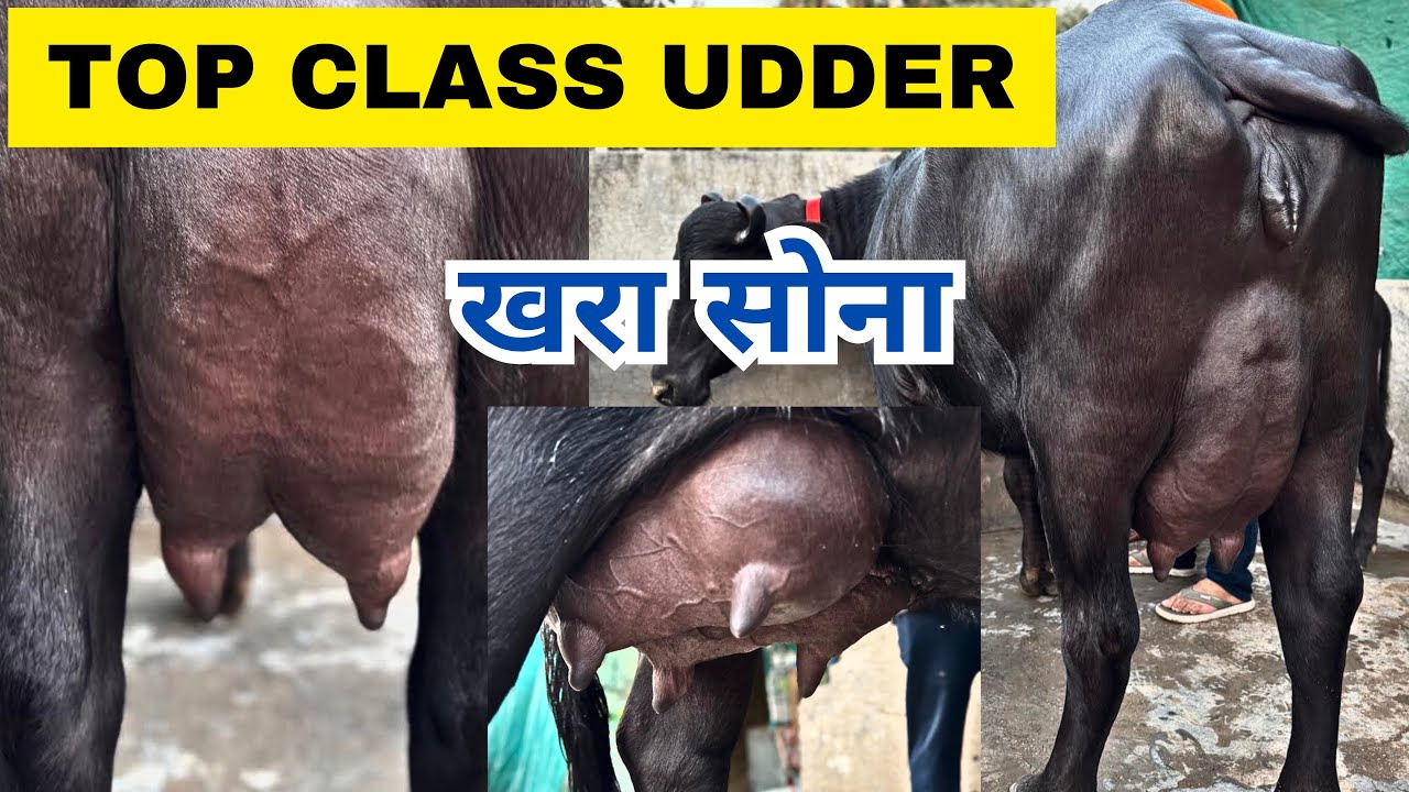 बेहतरीन लेवटी - Top Class Udder First Timer - Best Quality Murrah Buffaloes #dairyfarm #farming