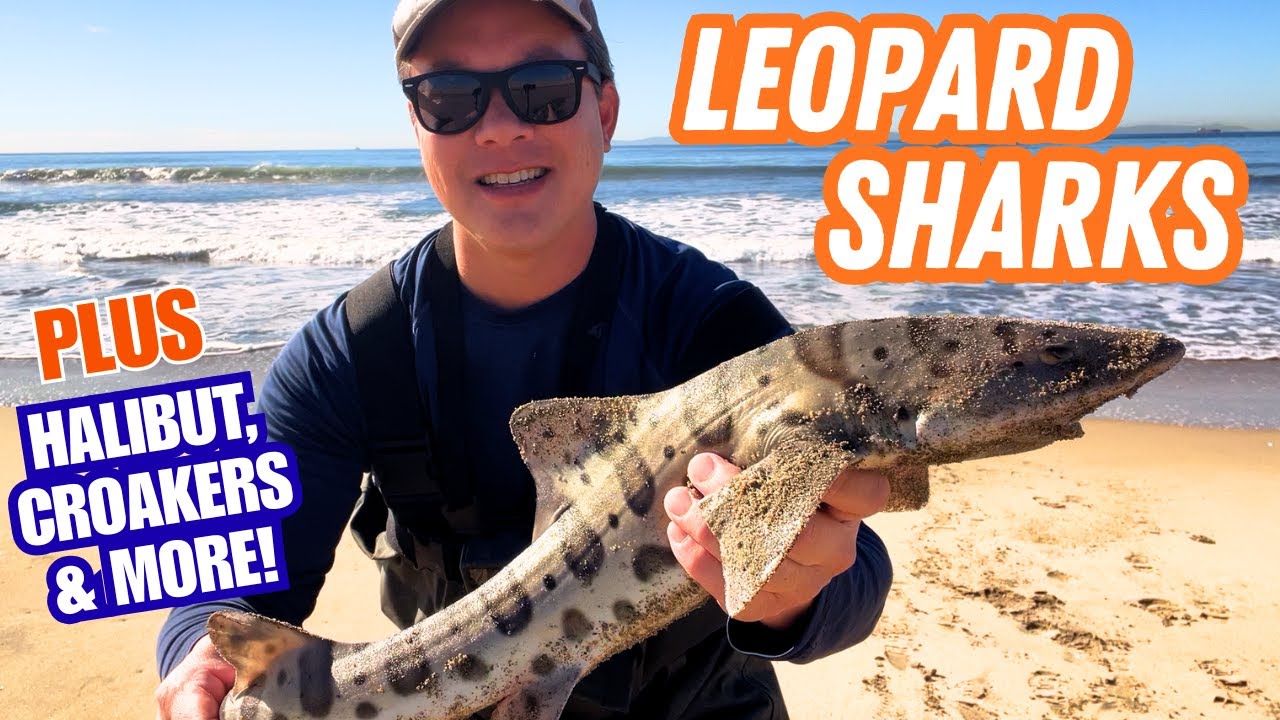 I’ve NEVER Had a Surf Session Like This…3 Leopard Sharks from Shore!   PLUS Crunchy Pork Belly Tacos