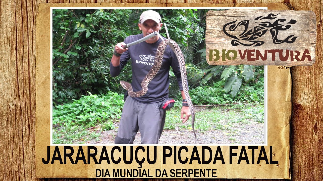 JARARACUÇU - PICADA FATAL - DIA MUNDIAL DA SERPENTE