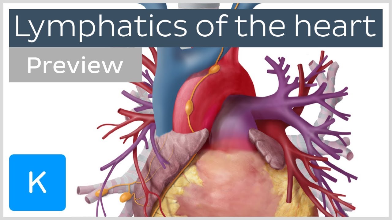 Lymphatics of the heart: lymph nodes and vessels (preview) - Human Anatomy | Kenhub