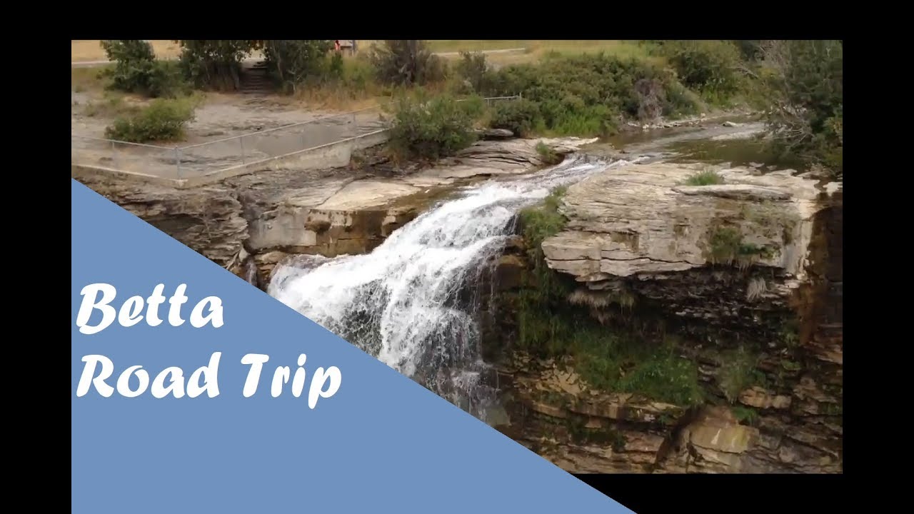 Betta road trip!