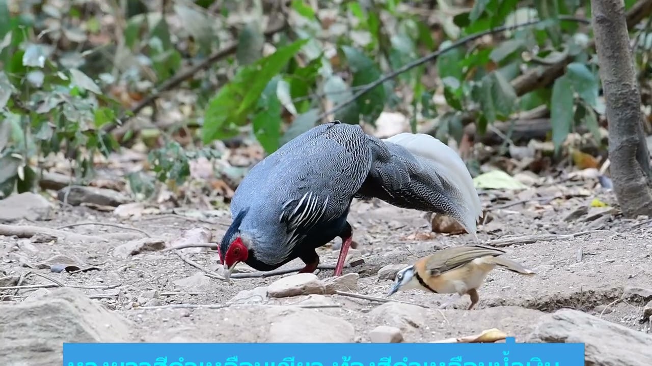 18  ไก่ฟ้าพญาลอ Siamese Fireback
