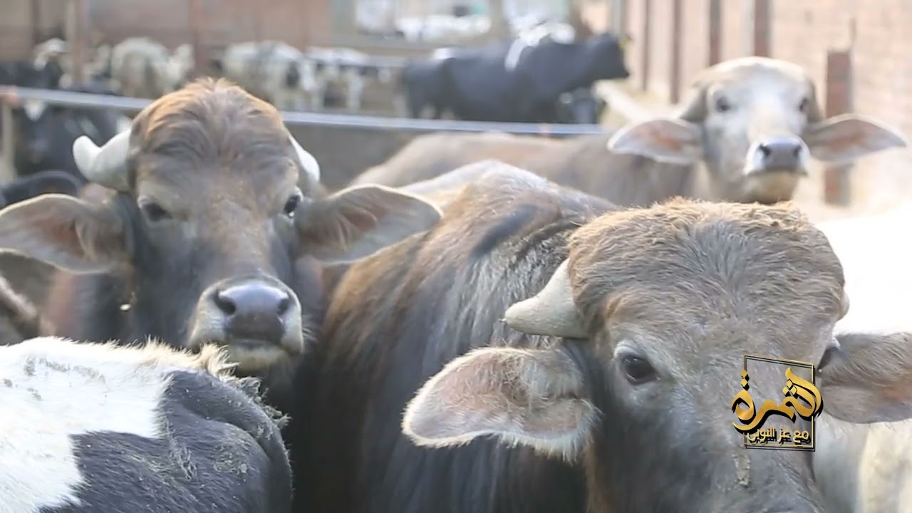 قائمة الأوراق الرسمية المطلوبة للتسجيلنصائح لتجهيز كل الأوراق بسرعة وسهولة