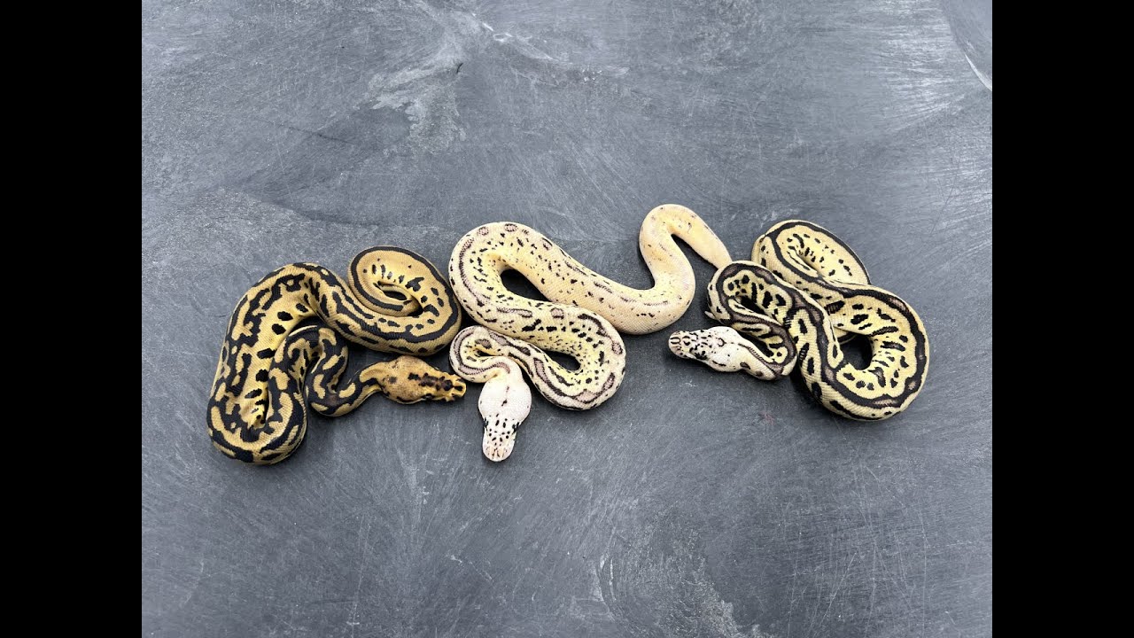 Firefly Batmans and some insane Lavender Albino combos!