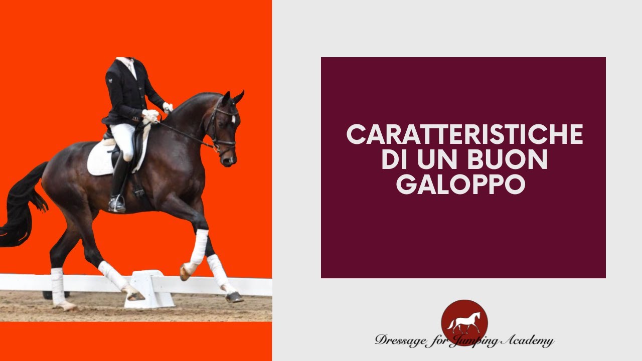 le caratteristiche di un buon galoppo #equitazione #dressageforjumping #cavalli
