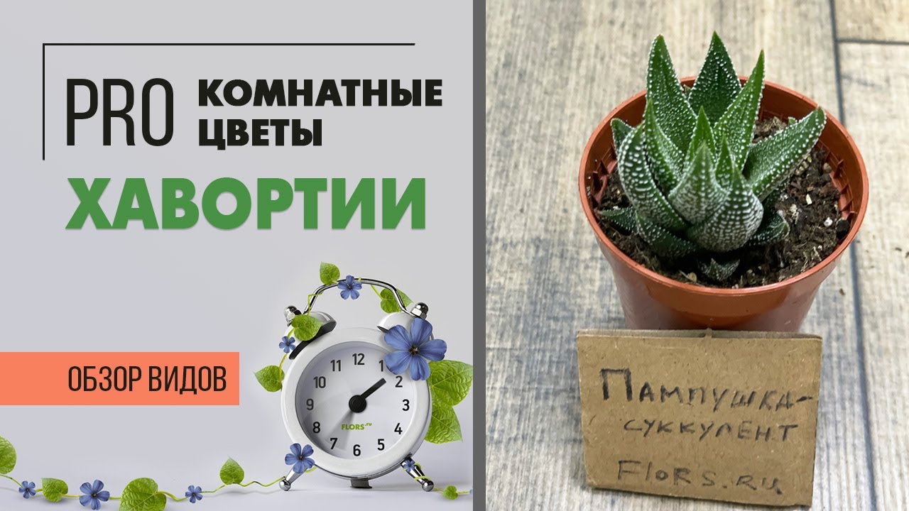 Хавортия - пампушка суккулент | Как ухаживать за хавортией
