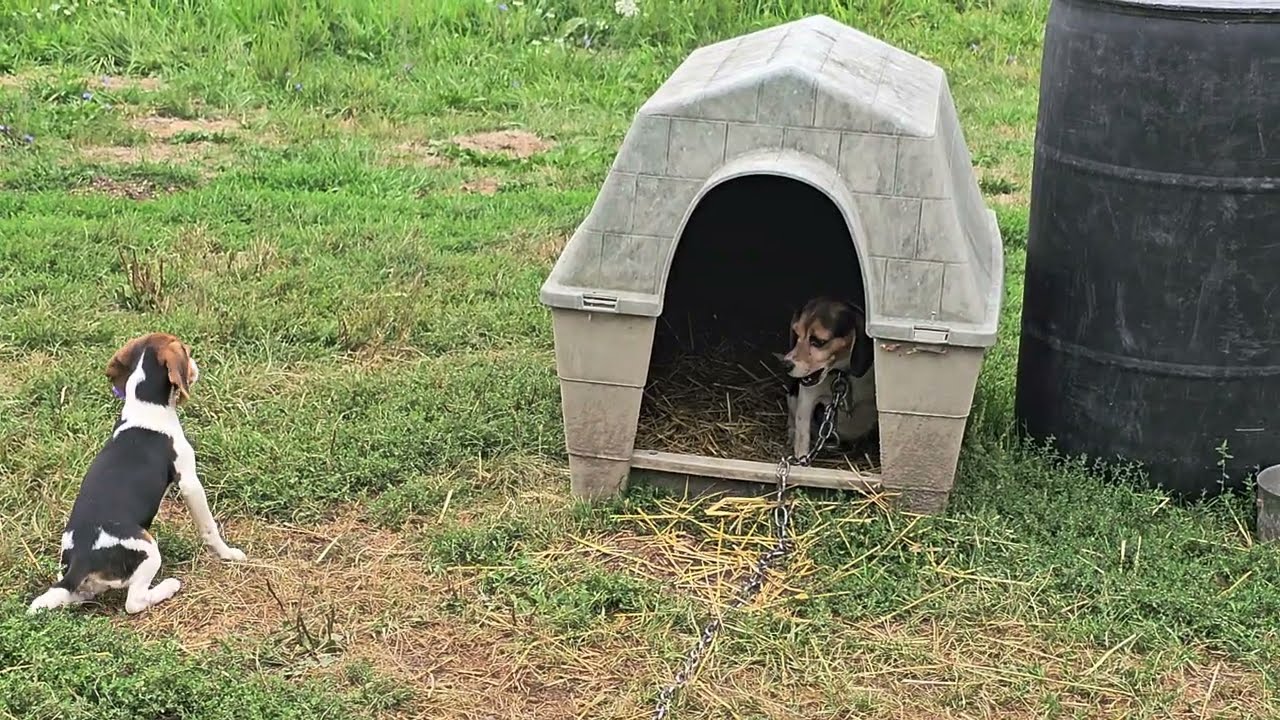 Goodbye Momma Cricket!  Pocket Beagle pup is on her journey home