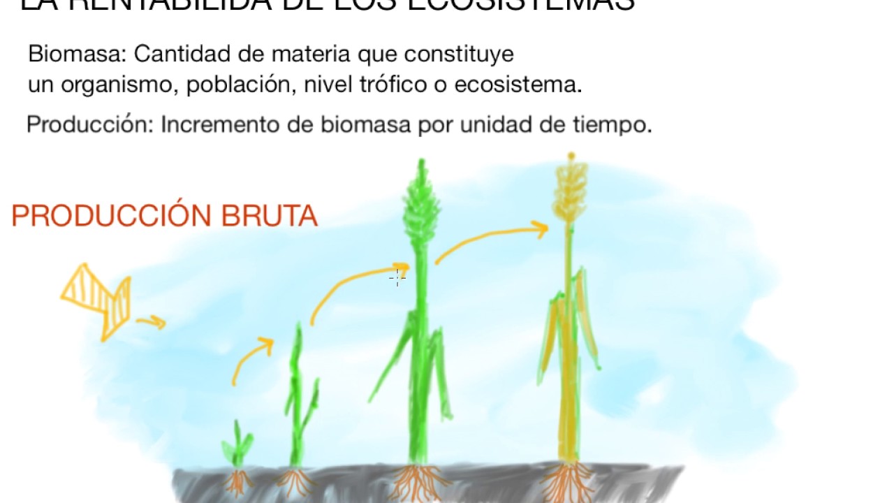 Producción en un ecosistema