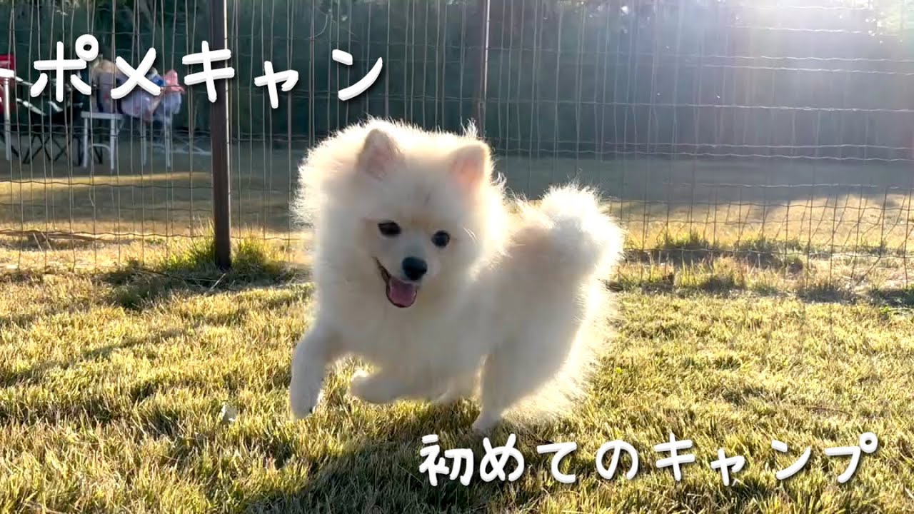 【ポメキャン】ポメラニアンと初めてのキャンプ