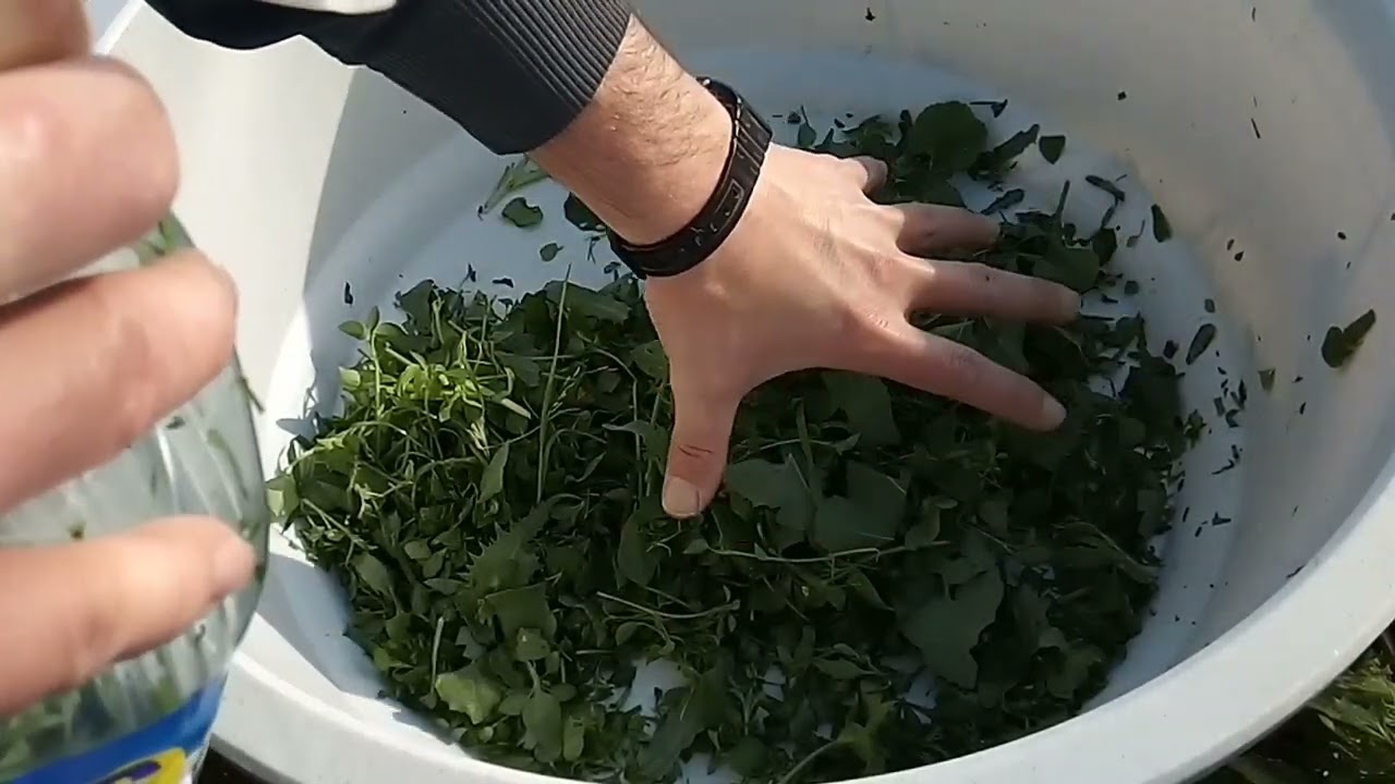 FABRICACIÓN DE PROBIÓTICOS PARA LA CRÍA DE PÁJAROS PARTIENDO DE PLANTAS SILVESTRES.
