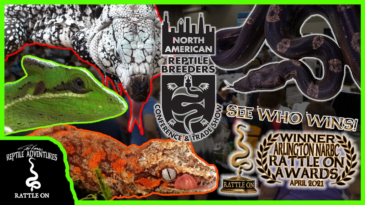 MY FIRST NARBC REPTILE EXPO IN OVER A YEAR! (Arlington, Texas, April 2021)