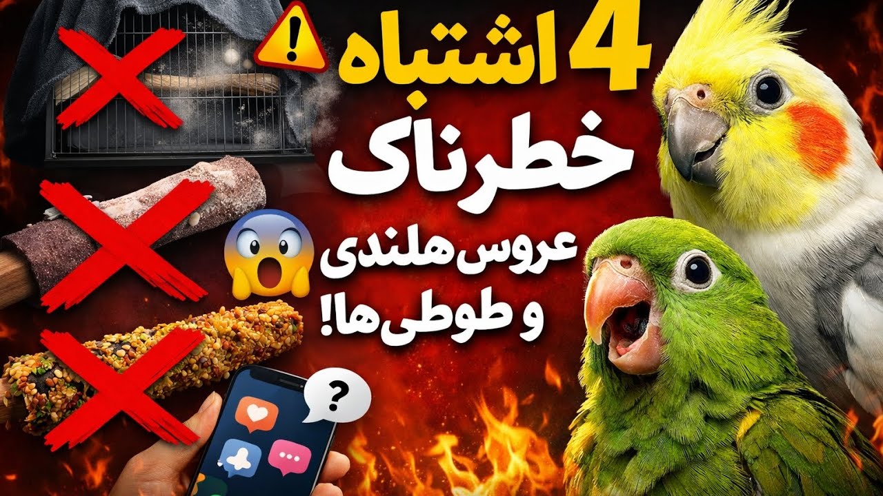 اشتباه خطرناک در نگهداری عروس هلندی و طوطی‌ها | نکات طلایی نگهداری عروس هلندی و طوطی‌ها