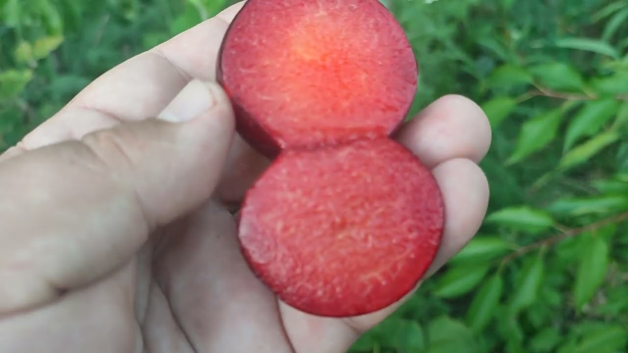 Pluot Flavor Supreme (США). Плуот Флавор Супреме, дегустація. 2024 рік