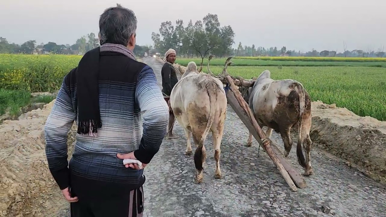 बैलों से खेती