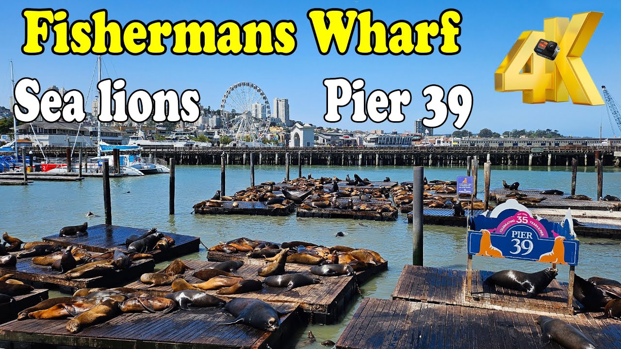 4K. Sea lions. Pier 39. Scenery around Fisherman's Wharf in San Francisco
