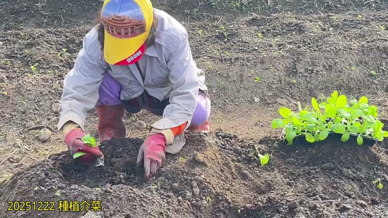 20251222 種植介菜