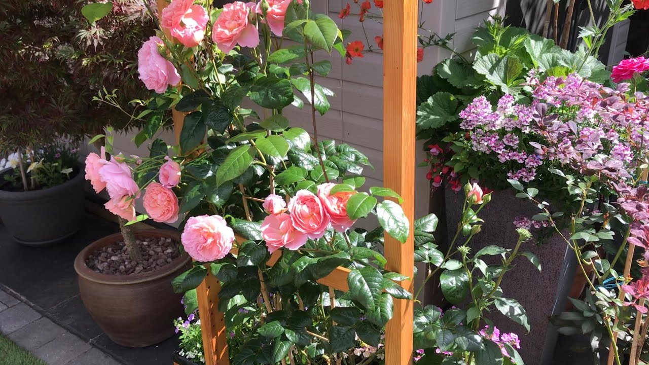 David Austin Rose Strawberry Hill, Gertrude Jekyll blooms in the small garden 27/6/2024