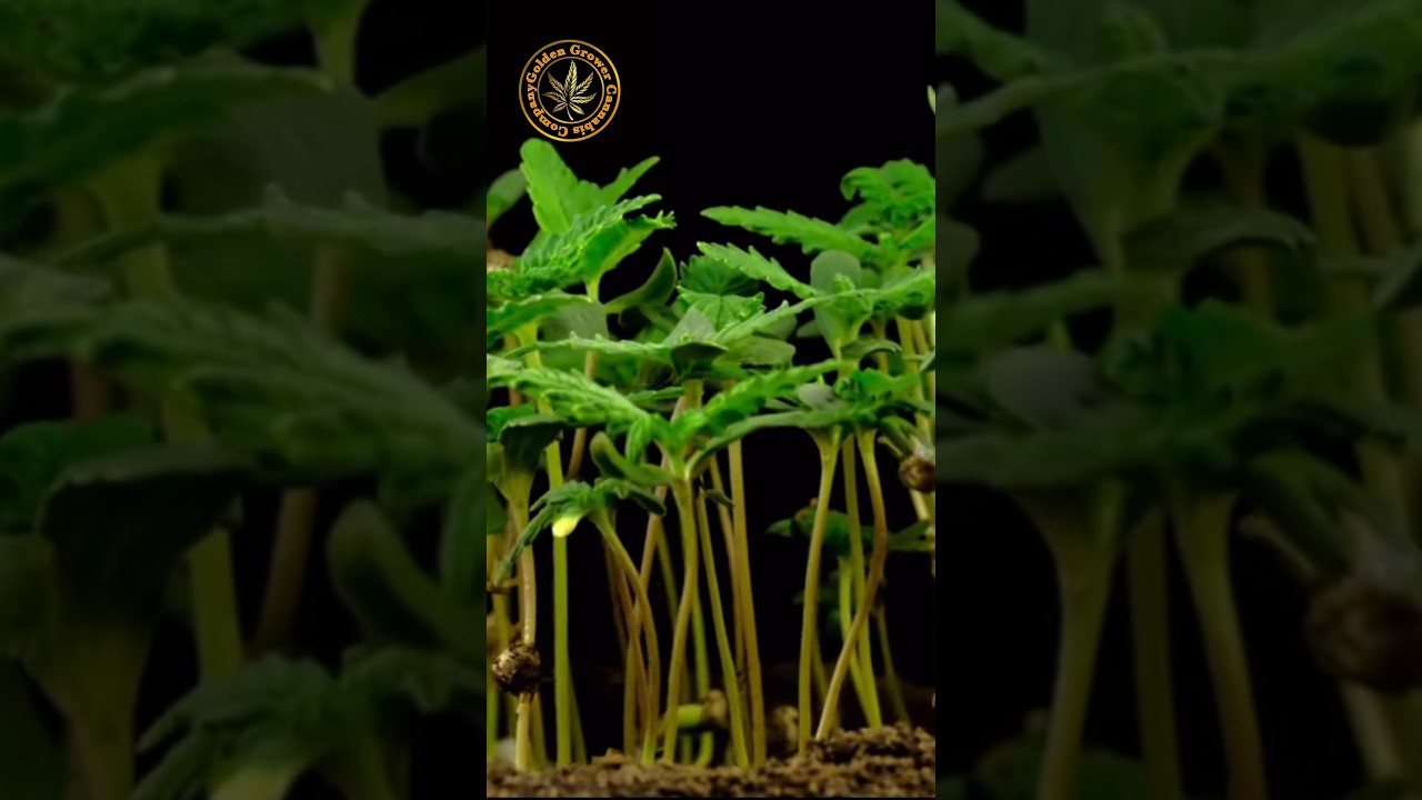 Dried Fruit- Cookies seed bank grow video tomorrow, follow for grow step by steps! What do you grow?