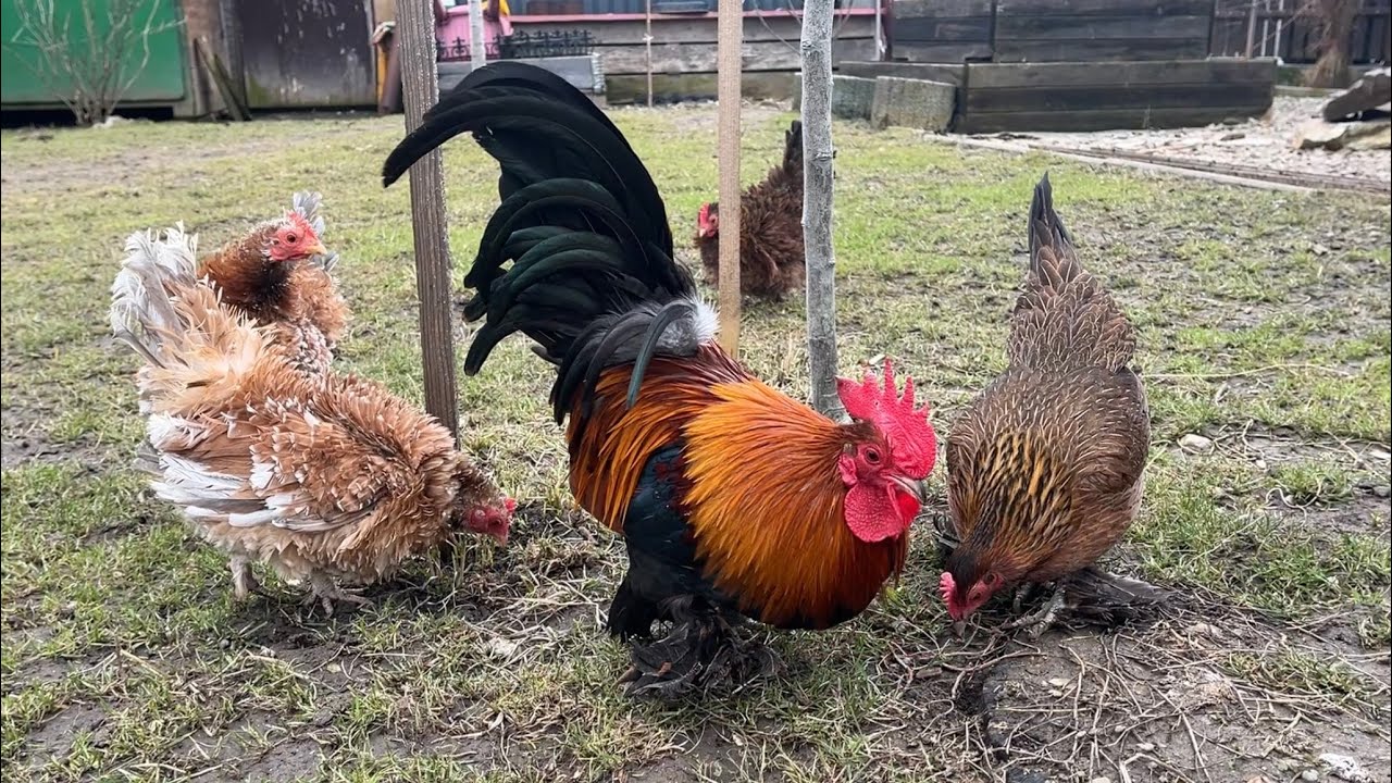 Hens-VLOGS :1240