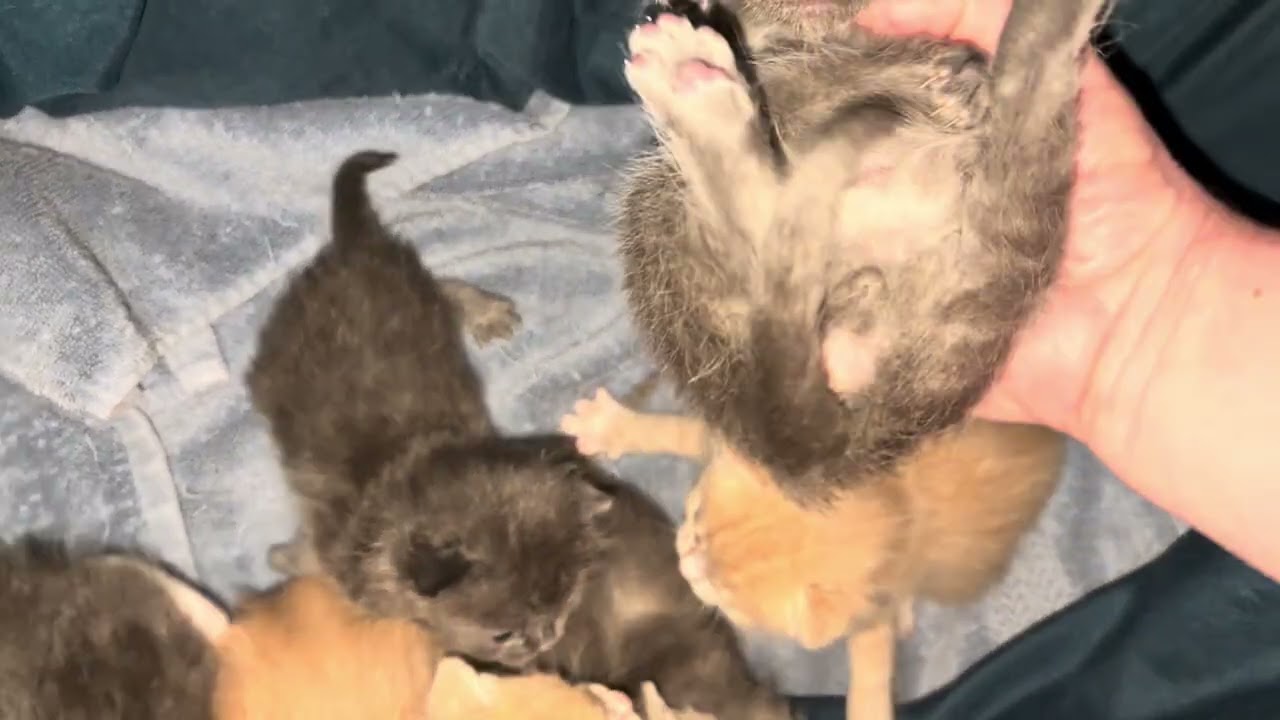 Tiny trouble maker 