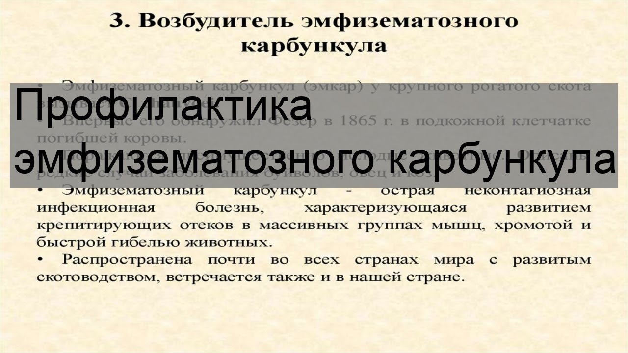 Профилактика эмфизематозного карбункула