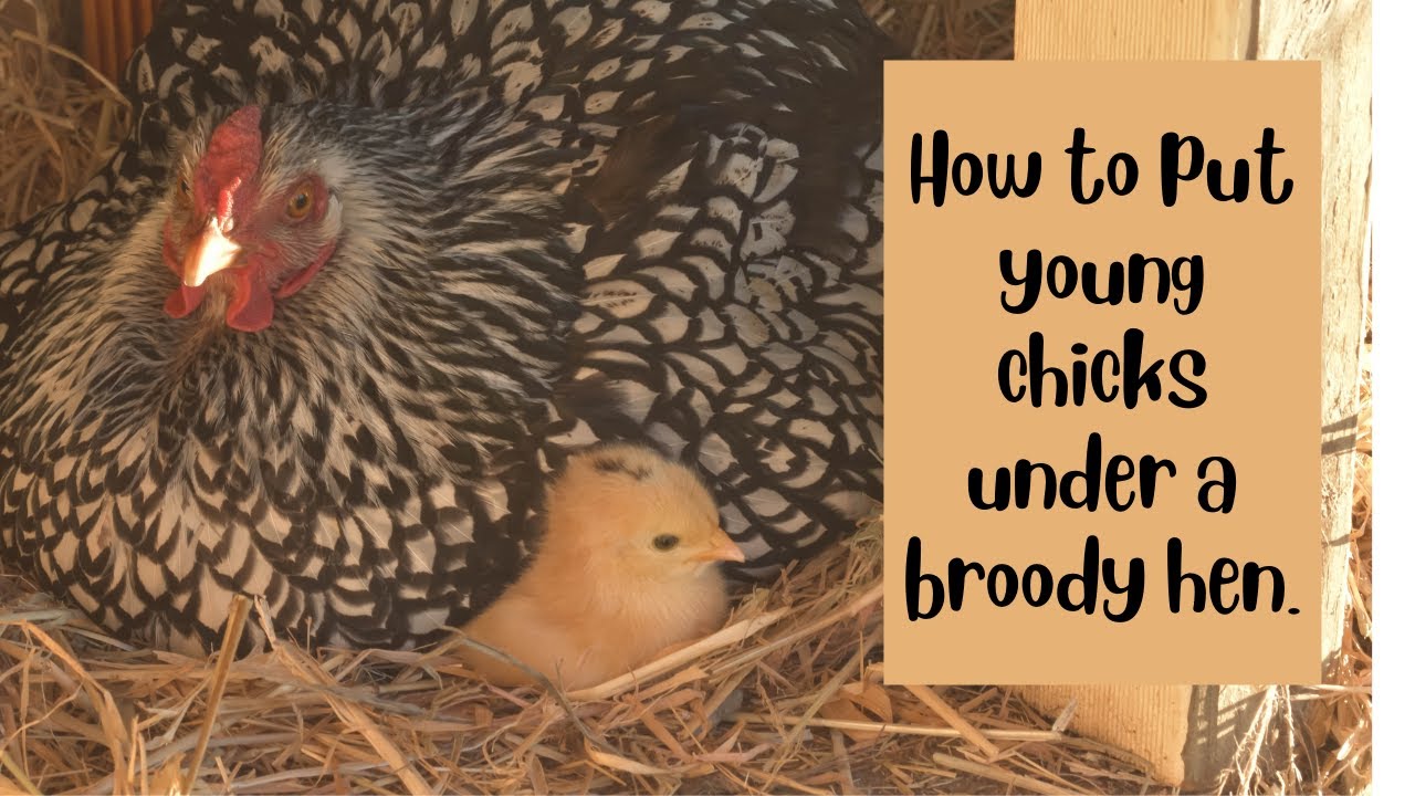 Introducing 3 day old chicks to a broody hen