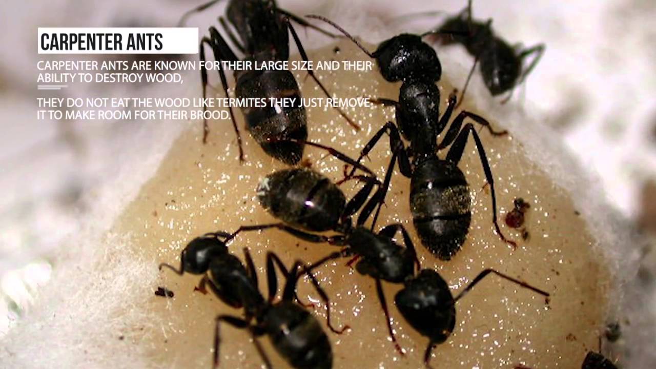 Pest Control Directory UK - 0203-826-8694