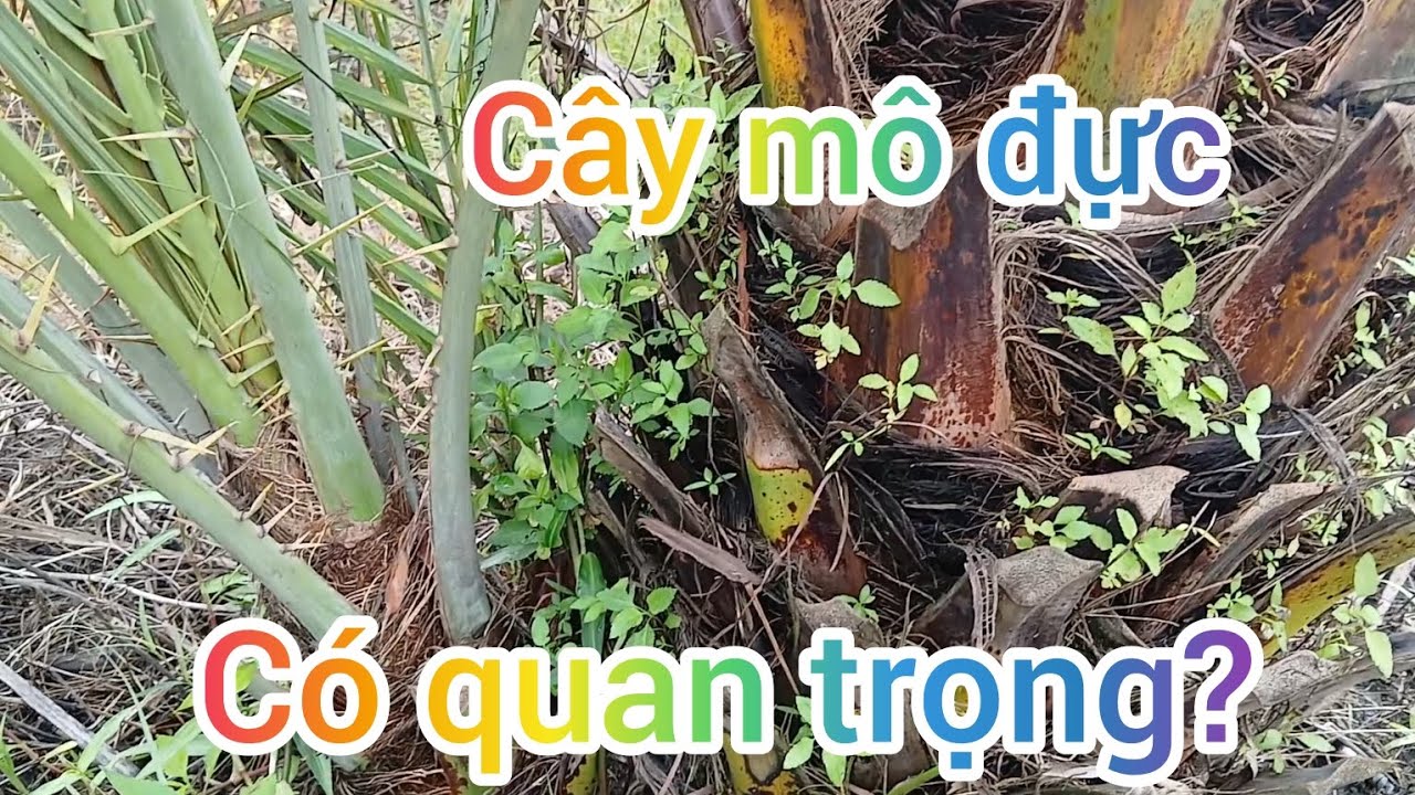 C&acirc;y Ch&agrave; l&agrave; đực m&ocirc; v&agrave; thực trạng thị trường giống #chala #datesfalm##lamvuon #nongnghiep