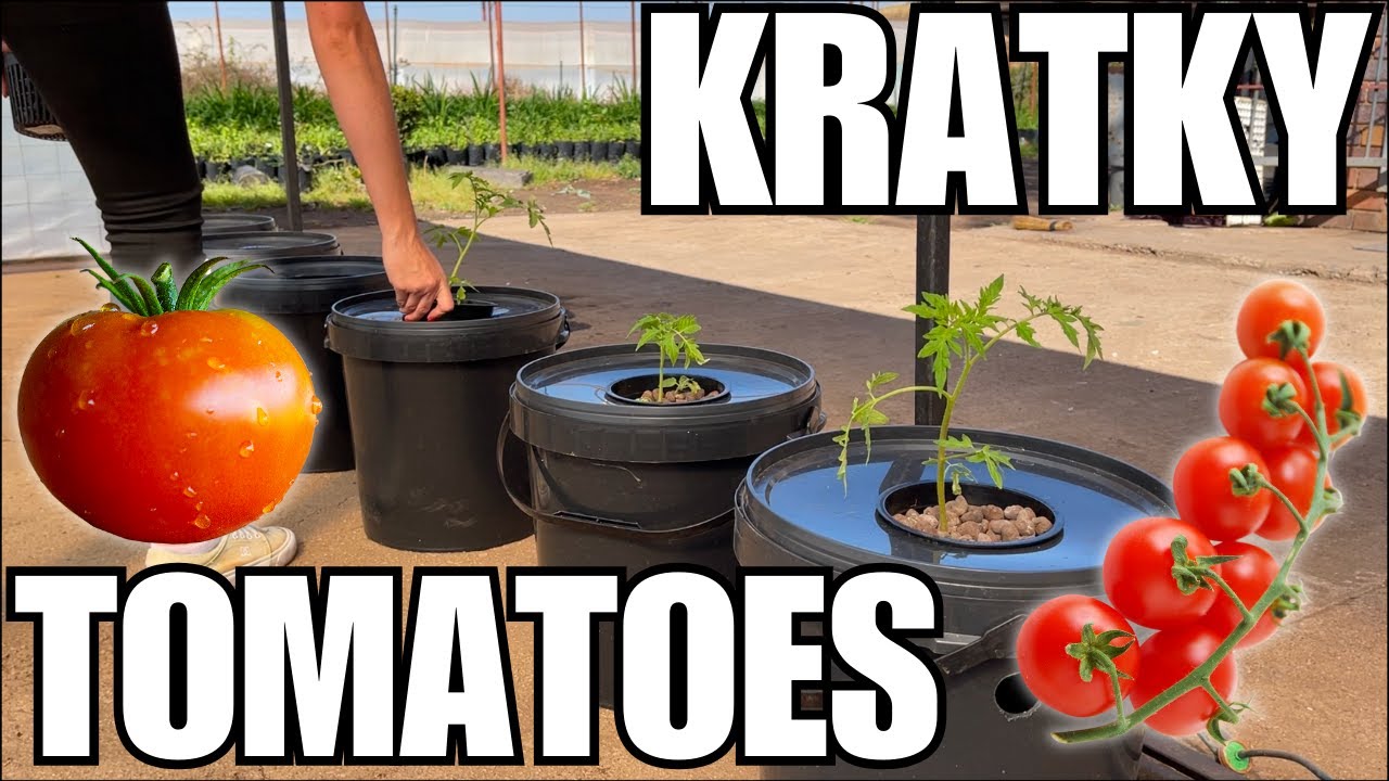 ВЫРАЩИВАНИЕ КРАТКИХ ПОМИДОРОВ НА ГИДРОПОНИКЕ 🍅 || Как настроить систему Kratky ЛЕГКО!