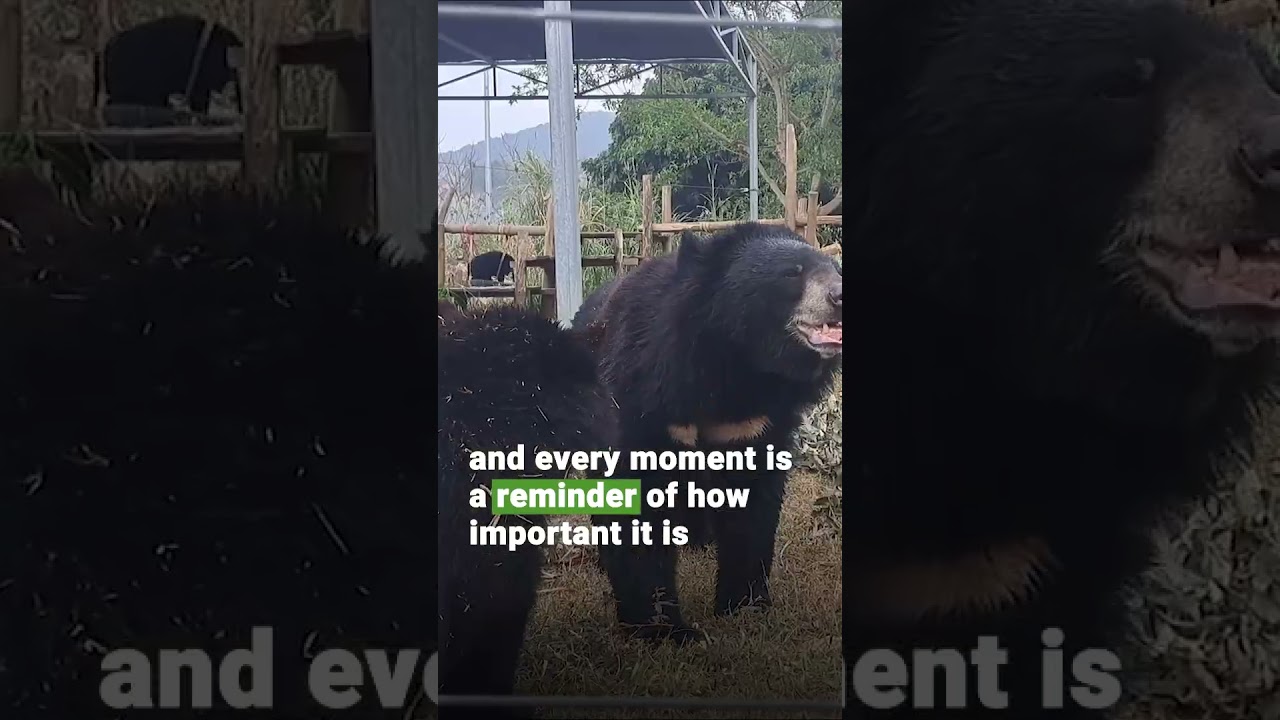 A successful socialization at BEAR SANCTUARY Ninh Binh  | FOUR PAWS