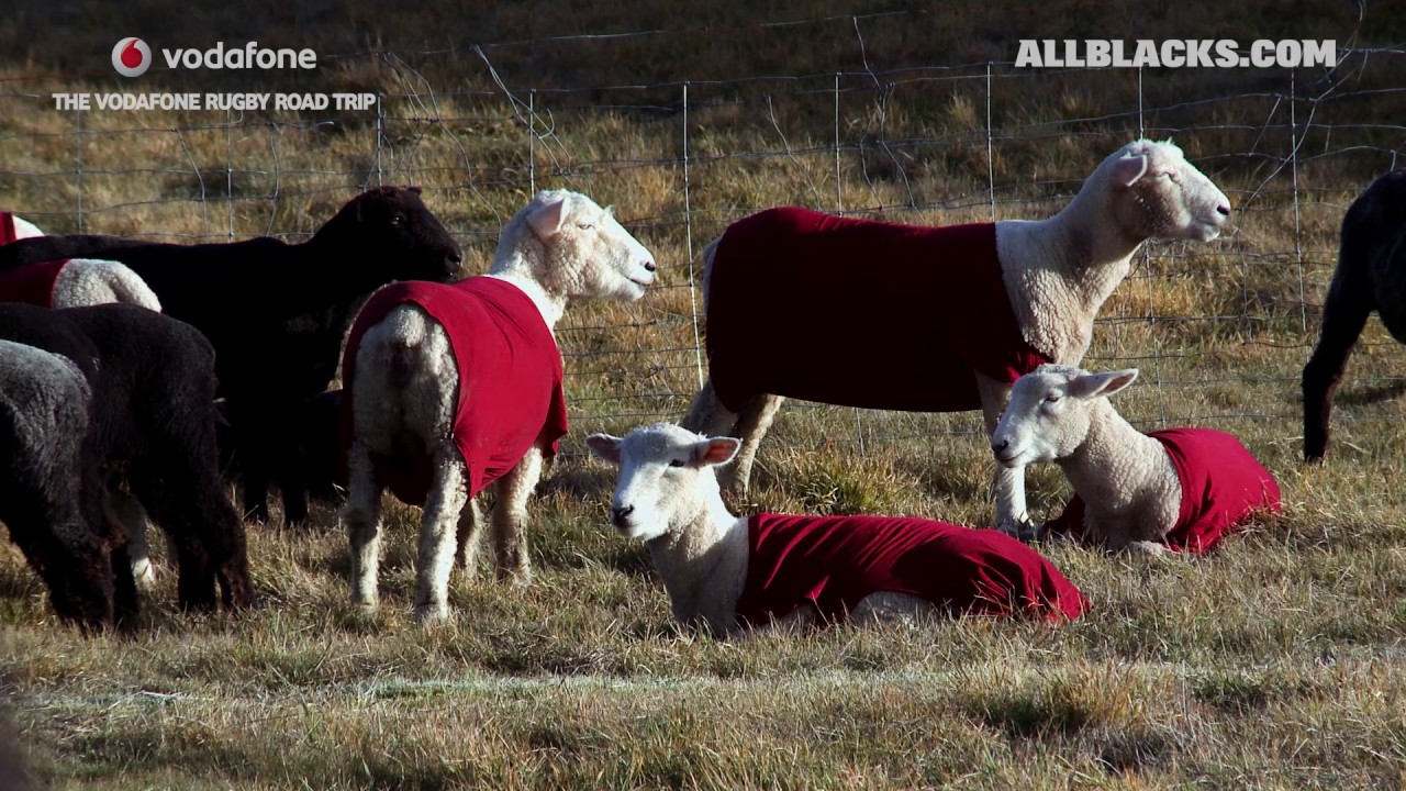 Vodafone Rugby Road Trip: Sheep Rugby